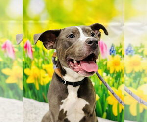 American Pit Bull Terrier Dogs for adoption in Manahawkin, NJ, USA