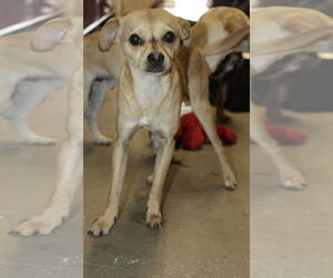 Chihuahua-Unknown Mix Dogs for adoption in El Centro, CA, USA