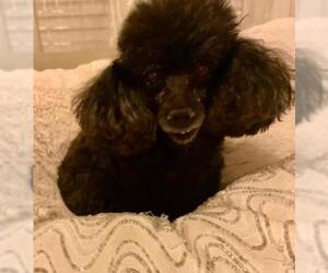 Poodle (Miniature) Dogs for adoption in NYC, NY, USA