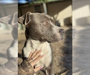 American Staffordshire Terrier Dogs for adoption in Lexington, SC, USA