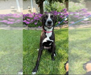 Border Collie-Unknown Mix Dogs for adoption in Plainfield, IL, USA
