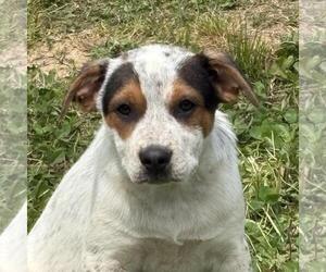 German Shorthaired Pointer-Unknown Mix Dogs for adoption in Yardley, PA, USA