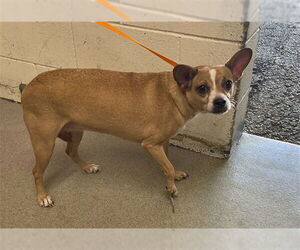 Chihuahua Dogs for adoption in San Bernardino, CA, USA