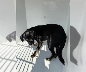 Labrador Retriever-Unknown Mix Dogs for adoption in Houston, TX, USA