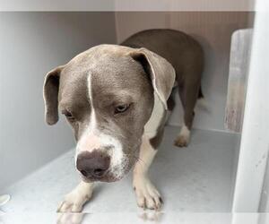 American Pit Bull Terrier-Unknown Mix Dogs for adoption in Houston, TX, USA