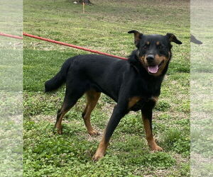 American Pit Bull Terrier-Doberman Pinscher Mix Dogs for adoption in Sparta, TN, USA