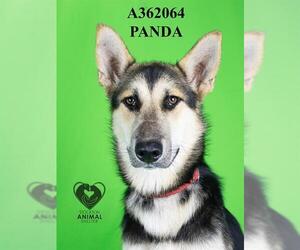 German Shepherd Dog-Unknown Mix Dogs for adoption in Stockton, CA, USA