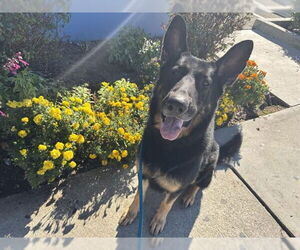 German Shepherd Dog Dogs for adoption in Pasadena, CA, USA