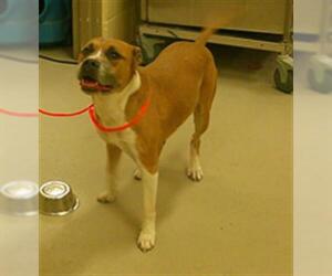 Boxer-Unknown Mix Dogs for adoption in Sanford, FL, USA