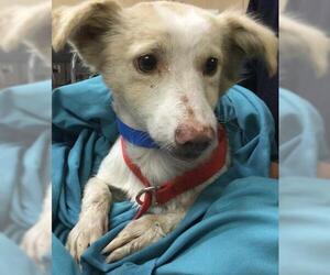 Chihuahua Dogs for adoption in Riverside, CA, USA