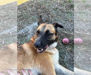 German Shepherd Dog-Unknown Mix Dogs for adoption in columbia, SC, USA