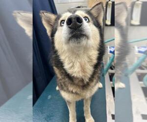 Siberian Husky Dogs for adoption in Mobile, AL, USA