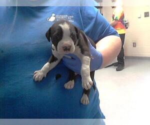 American Pit Bull Terrier-Unknown Mix Dogs for adoption in Fayetteville, NC, USA