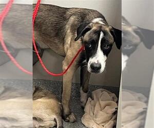 Anatolian Shepherd-Unknown Mix Dogs for adoption in Pasadena, TX, USA