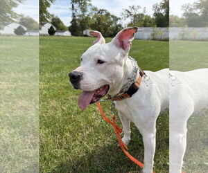 American Pit Bull Terrier-Unknown Mix Dogs for adoption in Techny, IL, USA