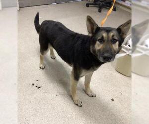 German Shepherd Dog Dogs for adoption in Riverside, CA, USA
