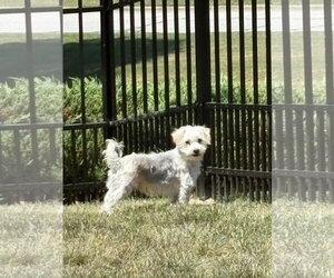 Poodle (Miniature)-Unknown Mix Dogs for adoption in Holly Springs, NC, USA