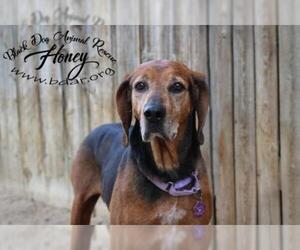 Black and Tan Coonhound-Treeing Walker Coonhound Mix Dogs for adoption in Cheyenne, WY, USA