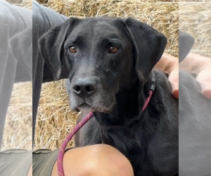 Great Dane-Unknown Mix Dogs for adoption in Thomasville, NC, USA