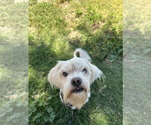 Maltese-Unknown Mix Dogs for adoption in Chico, CA, USA