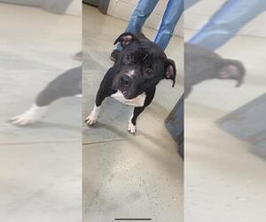 American Pit Bull Terrier Dogs for adoption in Camden, TN, USA