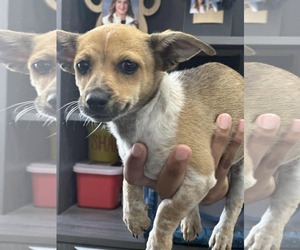 Chihuahua-Unknown Mix Dogs for adoption in New London, WI, USA
