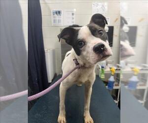 Brat Dogs for adoption in Mobile, AL, USA