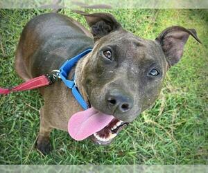 American Staffordshire Terrier-Unknown Mix Dogs for adoption in Tallahassee, FL, USA