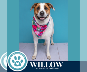 Labrador Retriever-Unknown Mix Dogs for adoption in Kimberton, PA, USA