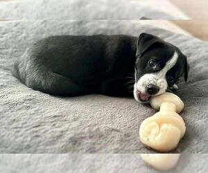 Mutt Dogs for adoption in Mundelein, IL, USA