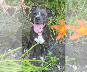 American Staffordshire Terrier-Golden Retriever Mix Dogs for adoption in Hillsboro, NH, USA