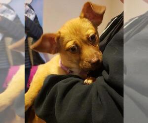 Chiweenie Dogs for adoption in Middletown, NY, USA