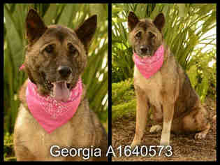 Akita Dogs for adoption in Beverly Hills, CA, USA