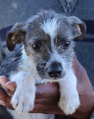 Rat Terrier-Unknown Mix Dogs for adoption in Sugar Land, TX, USA