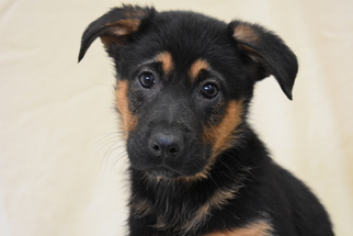 German Shepherd Dog Dogs for adoption in Eureka, CA, USA