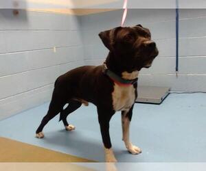 American Pit Bull Terrier Dogs for adoption in Moreno Valley, CA, USA