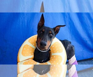 Doberman Pinscher Dogs for adoption in Pasadena, CA, USA