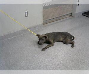 Staffordshire Bull Terrier Dogs for adoption in Pasadena, TX, USA