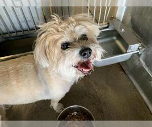 Dachsi Apso Dogs for adoption in Camarillo, CA, USA