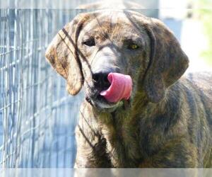 Plott Hound Dogs for adoption in Greenbelt, MD, USA