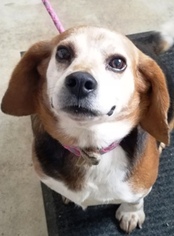 Beagle Dogs for adoption in Sistersville, WV, USA