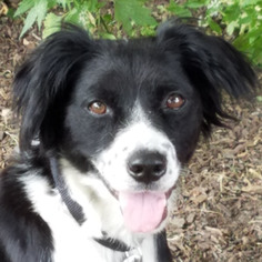 Border-Aussie Dogs for adoption in Huntley, IL, USA