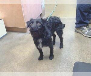 Cairn Terrier-Dachshund Mix Dogs for adoption in Sacramento, CA, USA