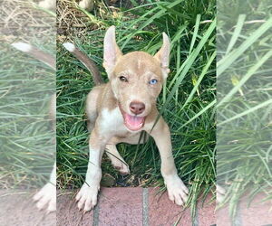 Huskies -Unknown Mix Dogs for adoption in Lakewood, CO, USA