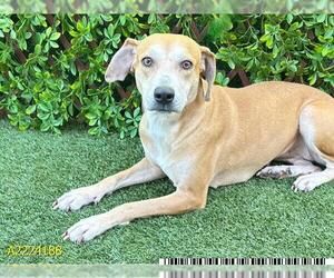 Black Mouth Cur Dogs for adoption in West Palm Beach, FL, USA