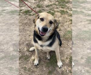 Shepradors Dogs for adoption in Sparta, TN, USA