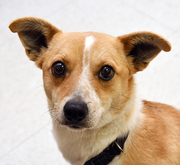 Jack Russell Terrier Dogs for adoption in Madison, IN, USA