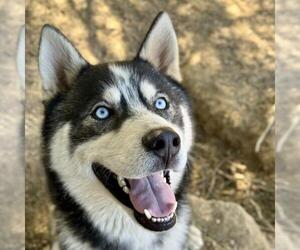 Siberian Husky Dogs for adoption in Santa Barbara, CA, USA