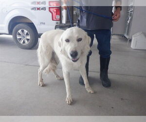 Great Pyrenees-Unknown Mix Dogs for adoption in Oroville, CA, USA