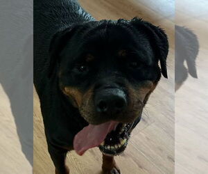 Rottweiler Dogs for adoption in Hillsboro, NH, USA